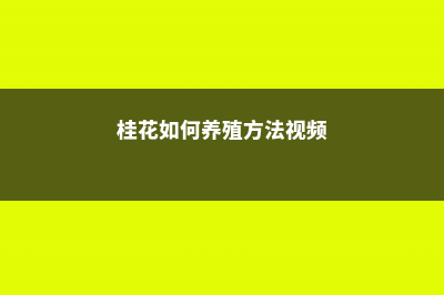 桂花如何养殖方法，养殖及管理方法 (桂花如何养殖方法视频)