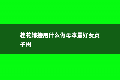 桂花嫁接用什么树桩（嫁接方法图解） (桂花嫁接用什么做母本最好女贞子树)