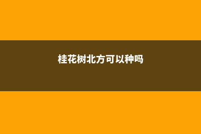 桂花树北方可以室外种吗，北方室外的养殖方法和注意事项 (桂花树北方可以种吗)