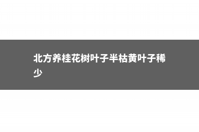 北方可以养桂花树吗，北方桂花树养殖方法 (北方养桂花树叶子半枯黄叶子稀少)