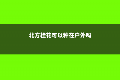 北方桂花可以种在户外吗，如何过冬 (北方桂花可以种在户外吗)