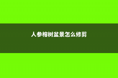 人参榕树盆景怎么养，人参榕树盆景图片 (人参榕树盆景怎么修剪)