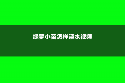 绿萝小苗怎样浇水，移植应注意些什么 (绿萝小苗怎样浇水视频)