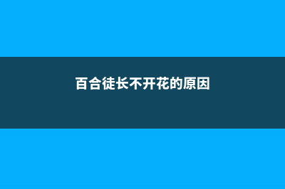 百合徒长不开花的原因，怎么催花 (百合徒长不开花的原因)