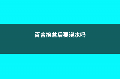 百合换盆后枯萎了的原因，怎么解决 (百合换盆后要浇水吗)