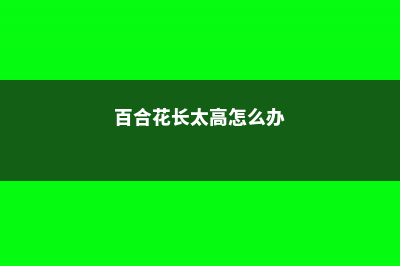 百合花长太高怎么处理，百合徒长能导致不开花吗 (百合花长太高怎么办)