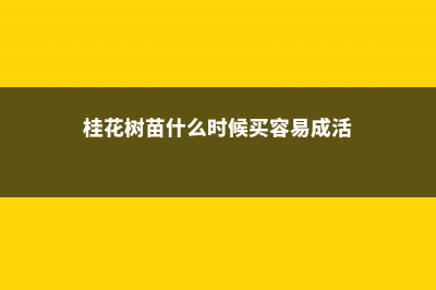 桂花树苗什么时候种植，桂花苗怎么培育 (桂花树苗什么时候买容易成活)