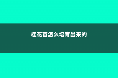 桂花苗怎么培育，桂花苗如何移栽 (桂花苗怎么培育出来的)