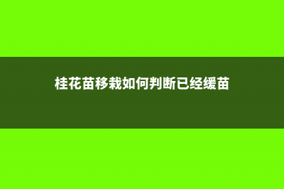 桂花苗如何移栽，什么时候移栽好 (桂花苗移栽如何判断已经缓苗)