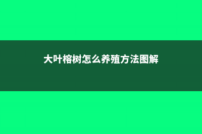 大叶榕树怎么养，大叶榕树图片 (大叶榕树怎么养殖方法图解)