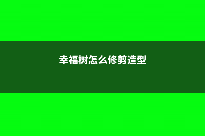 幸福树怎么修剪（修剪方法图解） (幸福树怎么修剪造型)