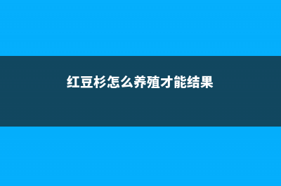 红豆杉怎么养，红豆杉树图片 (红豆杉怎么养殖才能结果)