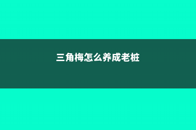 三角梅怎么养，家里养吉不吉利 (三角梅怎么养成老桩)