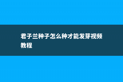 君子兰种子怎么种，君子兰种植方法 (君子兰种子怎么种才能发芽视频教程)