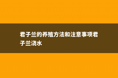 君子兰的养殖方法和注意事项，君子兰怎么养 (君子兰的养殖方法和注意事项君子兰浇水)