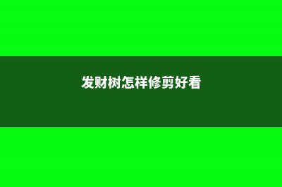 发财树怎样修剪出分枝，发财树剪枝后如何处理 (发财树怎样修剪好看)