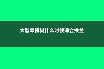 大型幸福树什么时候适合换盆，适合放在室外吗 (大型幸福树什么时候适合换盆)