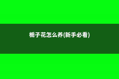 栀子花怎么养，栀子花冬天落叶吗 (栀子花怎么养(新手必看))