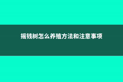 摇钱树怎么养，摇钱树植物图片 (摇钱树怎么养殖方法和注意事项)