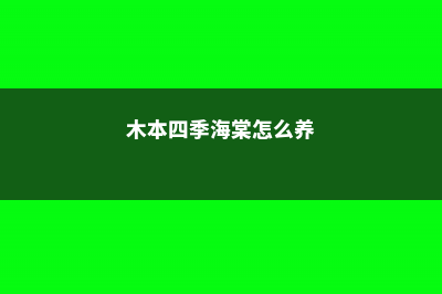 四季海棠怎么养，四季海棠图片 (木本四季海棠怎么养)