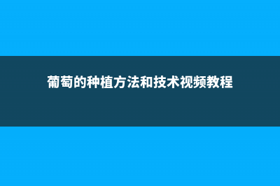 葡萄的种植方法和技术，葡萄怎么种植 (葡萄的种植方法和技术视频教程)