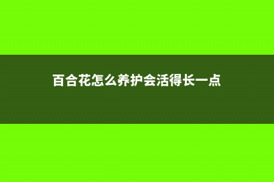 百合花怎么养，百合花图片 (百合花怎么养护会活得长一点)