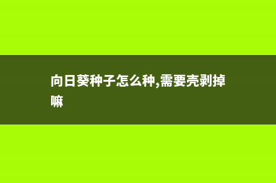 向日葵种子怎么种，向日葵种子图片 (向日葵种子怎么种,需要壳剥掉嘛)