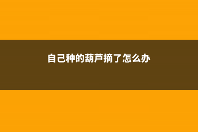 自己种的葫芦摘下来怎么处理，新摘的葫芦怎么变黄 (自己种的葫芦摘了怎么办)