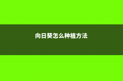 向日葵怎么养，向日葵什么时候种 (向日葵怎么种植方法)