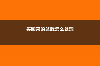 买回来的盆栽怎么处理，盆栽买回来怎么上盆 (买回来的盆栽怎么处理)