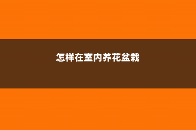 怎样在室内养花不死，室内怎样养花长得茂盛 (怎样在室内养花盆栽)