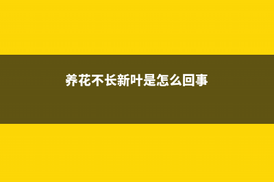 养花不长也不死，僵苗后该怎么处理 (养花不长新叶是怎么回事)