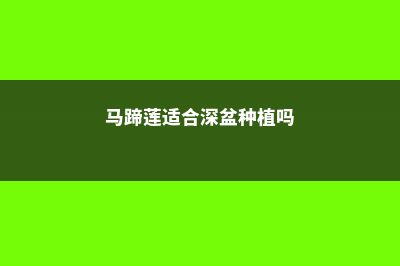 马蹄莲适合深盆还是浅盆，马蹄莲适合多大的盆 (马蹄莲适合深盆种植吗)