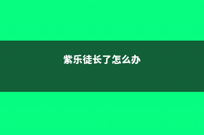 紫乐徒长了怎么办 (紫乐徒长了怎么办)