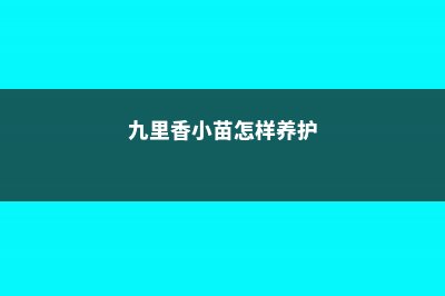 九里香小苗怎样上盆 (九里香小苗怎样养护)