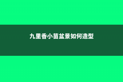 九里香小苗上盆如何配土 (九里香小苗盆景如何造型)