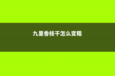 九里香树干怎么长粗 (九里香枝干怎么变粗)