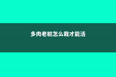 多肉老桩怎么培养 (多肉老桩怎么栽才能活)