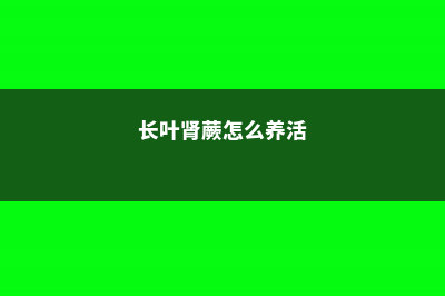 长叶肾蕨怎么养 (长叶肾蕨怎么养活)