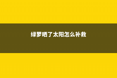 绿萝晒伤后怎么处理 (绿萝晒了太阳怎么补救)