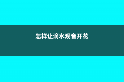 怎样让滴水观音叶子大 (怎样让滴水观音开花)