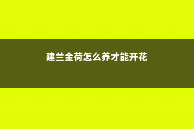 建兰金荷怎么养 (建兰金荷怎么养才能开花)