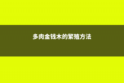 多肉老桩金钱木怎么养 (多肉金钱木的繁殖方法)