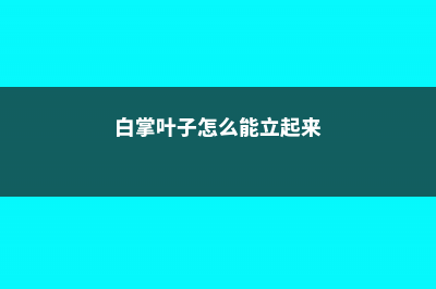 白掌叶子如何从黄变绿 (白掌叶子怎么能立起来)