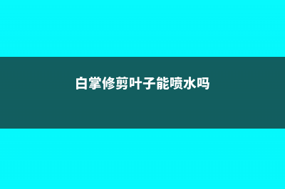 白掌要修剪叶子吗 (白掌修剪叶子能喷水吗)