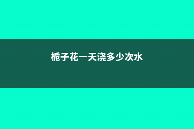 栀子花一天要浇多少水 (栀子花一天浇多少次水)