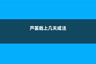 芦荟盆栽多少天浇一次水 (芦荟栽上几天成活)