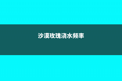 沙漠玫瑰浇多少水 (沙漠玫瑰浇水频率)