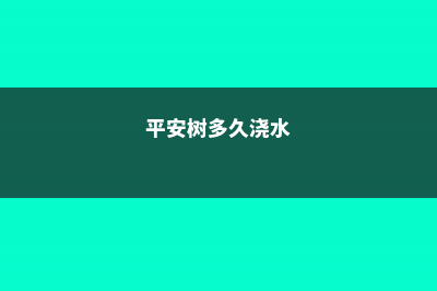 平安树第一次浇多少水 (平安树多久浇水)