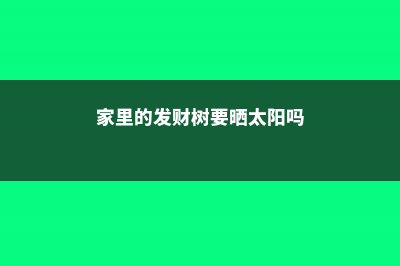 家里的发财树要多少天浇一次水 (家里的发财树要晒太阳吗)